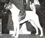 AM CH Foxmoor Double Double Chief