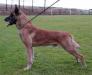 V1 CAC, CACIB 4X Cartovche Bomazde