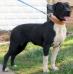 Black Champ's Yana (BMK's)