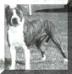 AKC CH Sierra's My Meggie Mae