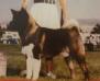 AKC CH Noji's The Count Crown Royal