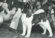 AKC CH Sakusaku's Domino-Go