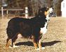 HOF CH Moonshine of Windermere