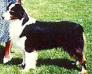 HOF AKC/ASCA CH Agua Dulce Final Option