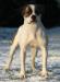 Chestnut's Little Kiowa