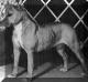 AKC CH Tryarr Strawberry Fields