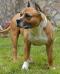 INT CH Boss z Rubaniska