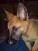 MANALO K9's Buddy