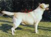 SHOW CHAMPION Rocheby Acorn