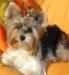 Alissa von my little Angels