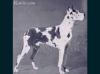 CH Gunar Von Rottal