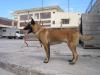 MANALO K9's Taz