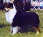 AKC Ch. McMatt's All That Joy