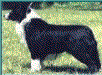  Fairoaks Jagular