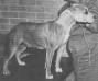  Ruffian Bonnie of Harwyn