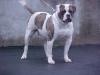 Dailey's Pandora PH-0.40/0.40