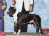 CH White Rock's Gem Dandy