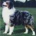 AKC Ch. Tres Joles Rocky Mountain Dude
