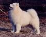 AM CH Risuko's Joi of Snowonder