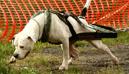 Blocky Bulldogs Lera of True Grit