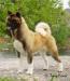 BISS, MBIS AKC CH T'Stone Raja Regalia On Buckridge