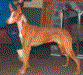 Serqet Scarlet Fox Flame