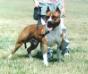 AKC CH Hagele's Landberg