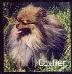  Cj's Gay Cvilier
