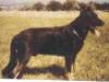 <span style="color: darkred">CHCS 80</span> Orville de Mavourneen <span style="color: darkblue">ELITE A Selection Rambouillet 1980</span>