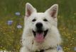  Balu Snow of the white river