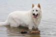 Eloy the Lovely White Shepherd