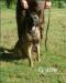  Heartlands Gracie