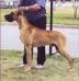  Harrel's Houston V Cherokee