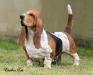  Brave Basset Erin Brockovich Bj-Mm