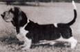 <span style="color: darkred">Ch.</span> Lyn-Mar Acres M'Lord Batuff <span style="color: darkblue">ROM</span>