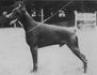 INT'L.CH. Hertog Django van Manensheide