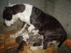  Danka Strong Fortress Dog's