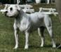 Silver-Moon-Bull's B'Elena of BC