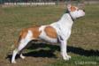 Srcky's Franstal Thunder Rock