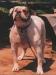 Wheeler's Miss Bully Deenine