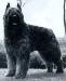 NLCH Grando Jannette v.d. Rozenheerd