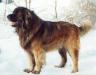 Cyrano Chaloupecke skalky