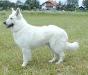  Quanto of White Mountain Austria