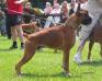 Ebolo Boxer del Euro
