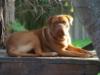 Chienparadis Jayda
