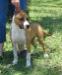 AKC MJR PTD Rounder's Sweet Margarita