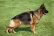 Brandy von Gran Peregrino (FCI)