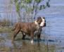  Doroti Nais Dog