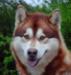 Mijaan of Timber Kennel