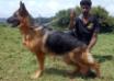 CH Atensberg Jessy